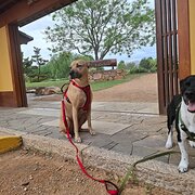 Home Owner wanting sitter in Lowood, Queensland