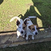 Home Owner wanting sitter in Windsor, NSW, New South Wales