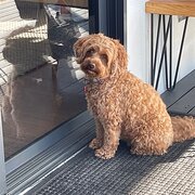 Home Owner wanting sitter in Launceston , Tasmania