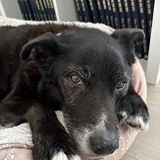 Home Owner wanting sitter in , Queensland
