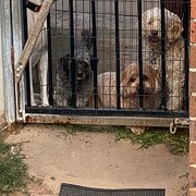 Home Owner wanting sitter in , New South Wales