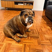 Home Owner wanting sitter in , Victoria