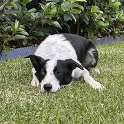 Home Owner wanting sitter in Adelaide, South Australia