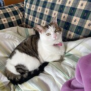 Home Owner wanting sitter in Hobart, Tasmania