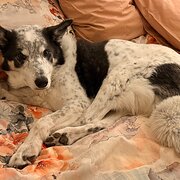 Home Owner wanting sitter in Melbourne, Victoria