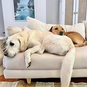 Home Owner wanting sitter in , South Australia