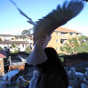 House Sitter - Considerate, Caring and Quiet