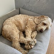 Home Owner wanting sitter in , Victoria