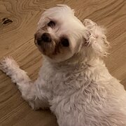 Home Owner wanting sitter in , Victoria