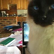 Home Owner wanting sitter in Newcastle, New South Wales
