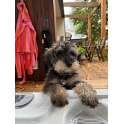 Home Owner wanting sitter in Melbourne , Victoria