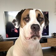 Home Owner wanting sitter in , Western Australia