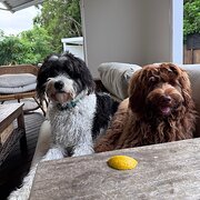 Home Owner wanting sitter in Brisbane , Queensland