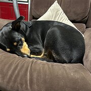 Home Owner wanting sitter in Brisbane , Queensland