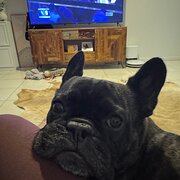Home Owner wanting sitter in Ipswich, Queensland
