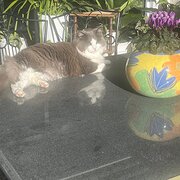 Home Owner wanting sitter in , Victoria