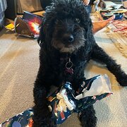 Home Owner wanting sitter in , New South Wales