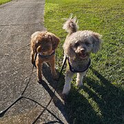 Home Owner wanting sitter in Brisbane, Queensland