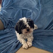 Home Owner wanting sitter in , South Australia