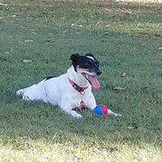 Home Owner wanting sitter in Hervey Bay, Queensland