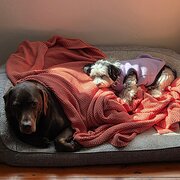 Home Owner wanting sitter in , New South Wales