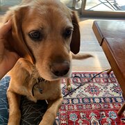 Home Owner wanting sitter in Adelaide, South Australia
