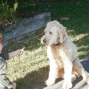 Home Owner wanting sitter in Coffs Harbour, New South Wales