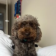 Home Owner wanting sitter in Melbourne CBD 20 min, Victoria