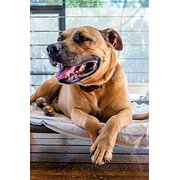 Home Owner wanting sitter in Gold Coast, New South Wales