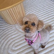 Home Owner wanting sitter in , New South Wales