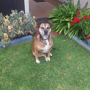 Home Owner wanting sitter in , Western Australia