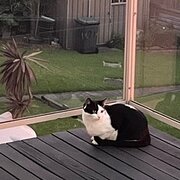 Home Owner wanting sitter in Wollongong, New South Wales