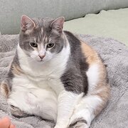 Home Owner wanting sitter in Melbourne, Victoria