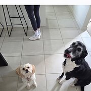 Home Owner wanting sitter in Melbourne, Victoria