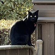 Home Owner wanting sitter in Canberra, Australian Capital Territory