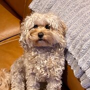 Home Owner wanting sitter in , Victoria