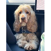 Home Owner wanting sitter in Sydney, New South Wales