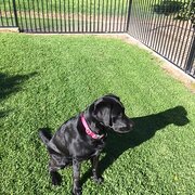 Home Owner wanting sitter in Penneshaw, South Australia