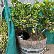 Home Owner wanting sitter in Geelong, Victoria