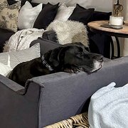 Home Owner wanting sitter in Newcastle, New South Wales