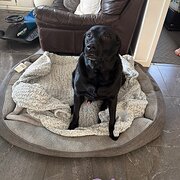 Home Owner wanting sitter in Brisbane, Queensland