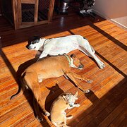 Home Owner wanting sitter in Canberra, Australian Capital Territory