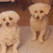 Home Owner wanting sitter in BURNSIDE, South Australia