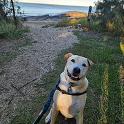 Home Owner wanting sitter in , Queensland