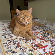 Home Owner wanting sitter in BLACKTOWN, New South Wales