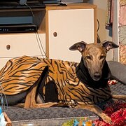 Home Owner wanting sitter in Adelaide , South Australia