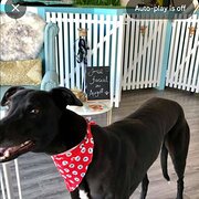 Home Owner wanting sitter in , New South Wales