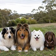 Home Owner wanting sitter in , New South Wales