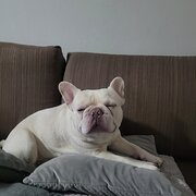 Home Owner wanting sitter in HOMEBUSH, New South Wales