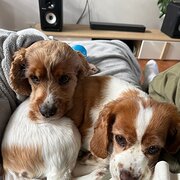Home Owner wanting sitter in , Western Australia